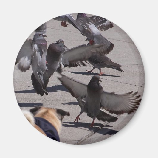duif magneet (Voorkant)