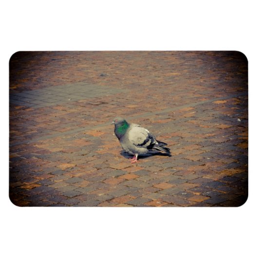 duif magneet (Horizontaal)