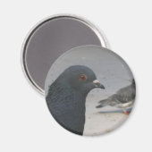 duif magneet (Voorkant / Achterkant)