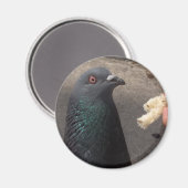 duif magneet (Voorkant / Achterkant)