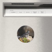 Duif neergestreken op een rotsrand magneet (Insitu (Vaatwasser))