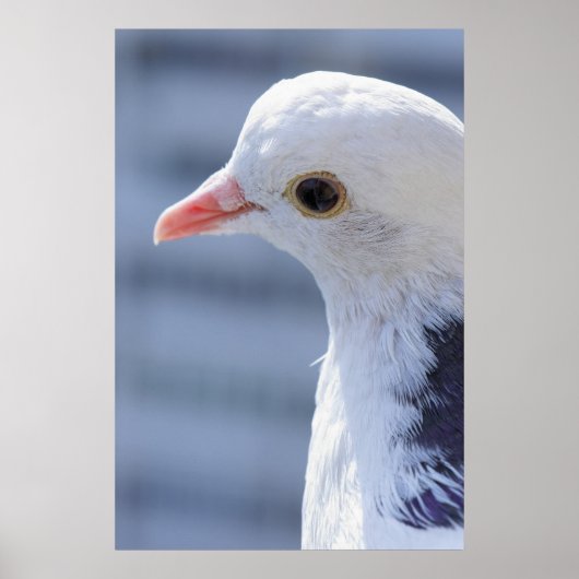 duif poster (Voorkant)