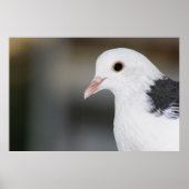 duif poster (Voorkant)