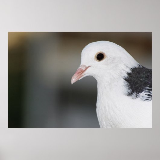 duif poster (Voorkant)