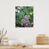 duif poster (Keuken)