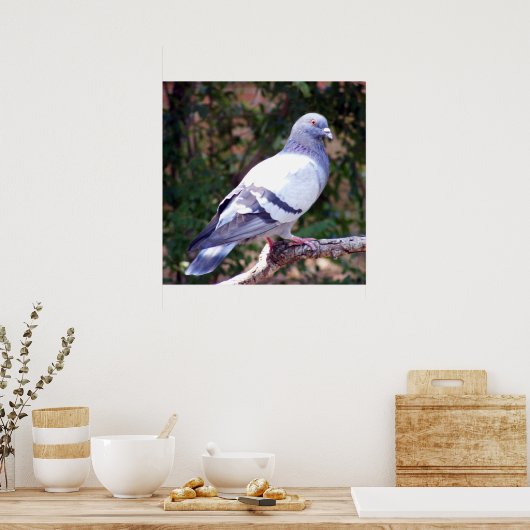  duif poster (Keuken)