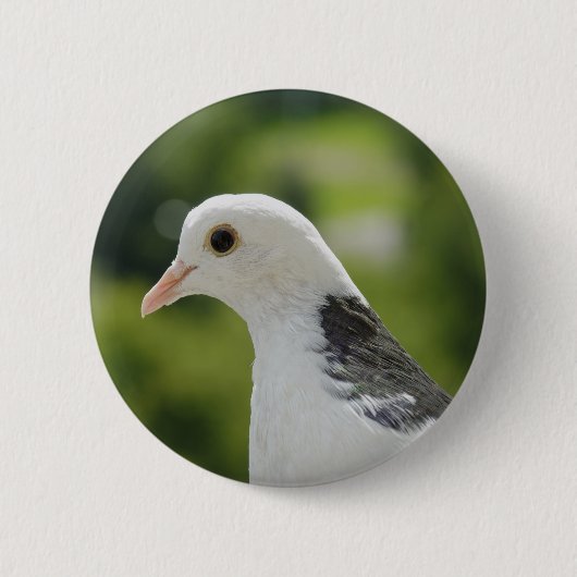 duif ronde button 5,7 cm (Voorkant)