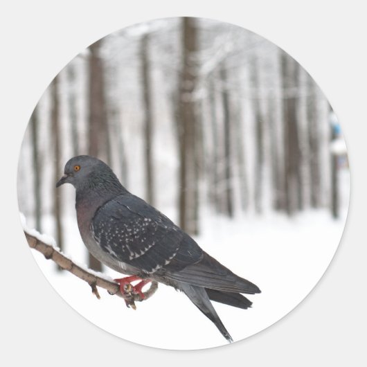 duif ronde sticker (Voorkant)