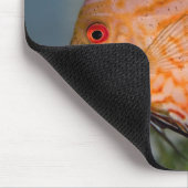 Duif Steen Discus Muismat (Hoek)