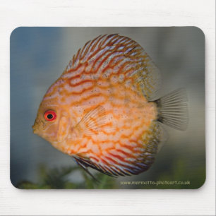 Duif Steen Discus Muismat