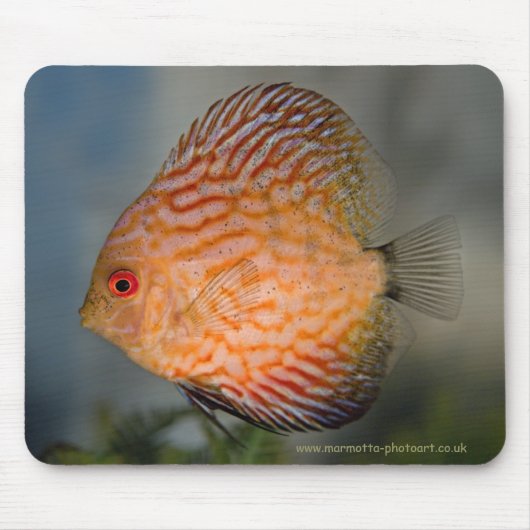 Duif Steen Discus Muismat (Voorkant)