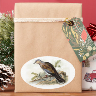 Duif Streptopelia Schilderij Natuur Vogels Kunst Ovale Sticker