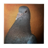 duif tegeltje (Voorkant)