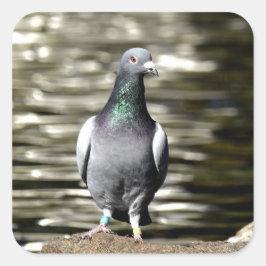 Duif Vierkante Sticker