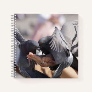 Duif Vogels Duif Donkere Kleuren Vleugels Fotograf Notitieboek