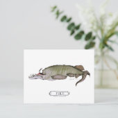 Duifvis, tonifernandes briefkaart (Staand voorkant)