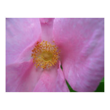 Duik in de bloemenzone!