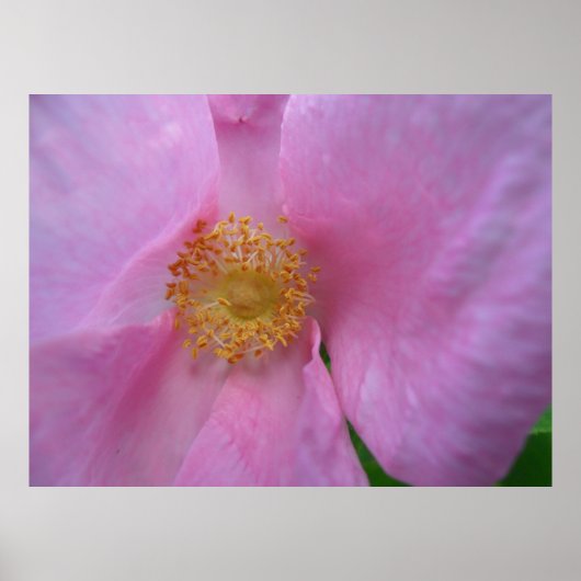 Duik in de bloemenzone! poster (Voorkant)