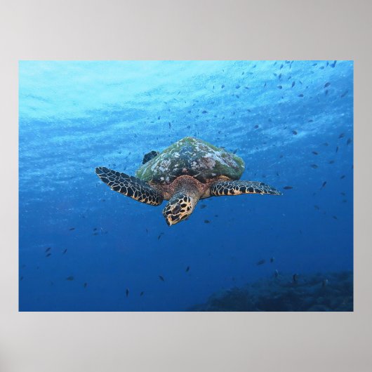 Duikende Hawksbill Poster (Voorkant)