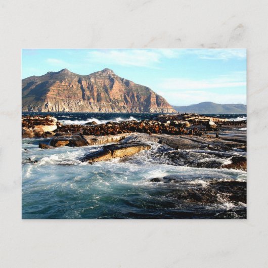 Duiker Island, Zuid-Afrika Briefkaart (Voorkant)