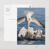 Duikers Briefkaart (Voorkant / Achterkant)