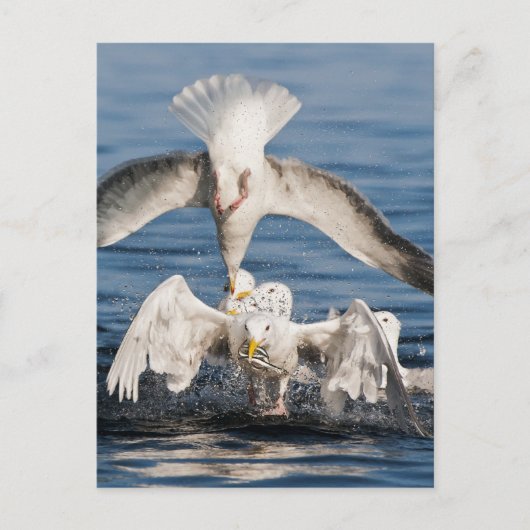 Duikers Briefkaart (Voorkant)