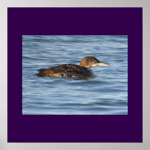 Duikervogel Foto Poster