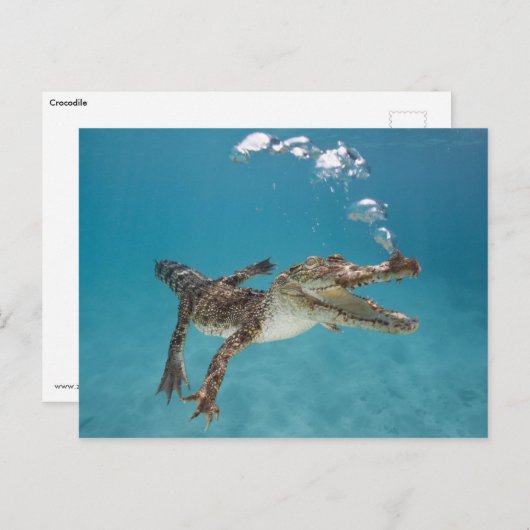 Duikkrokodil Briefkaart (Voorkant / Achterkant)