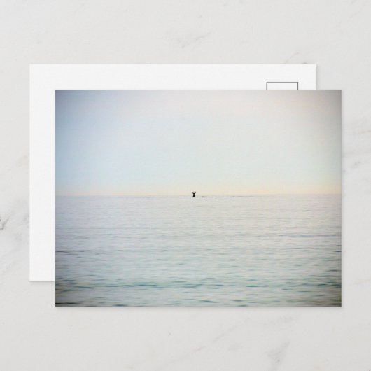 duikwalvis briefkaart (Voorkant / Achterkant)