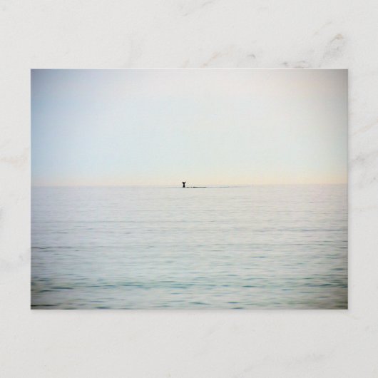 duikwalvis briefkaart (Voorkant)