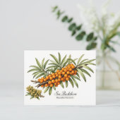 Duindoorntak met bessen Vintage Briefkaart (Staand voorkant)