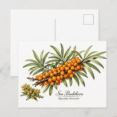Duindoorntak met bessen Vintage Briefkaart (Voorkant / Achterkant)