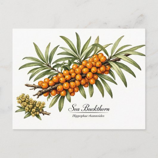 Duindoorntak met bessen Vintage Briefkaart (Voorkant)