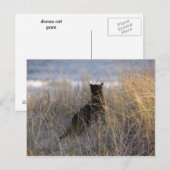 Duinen Kat Briefkaart (Voorkant / Achterkant)