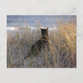 Duinen Kat Briefkaart