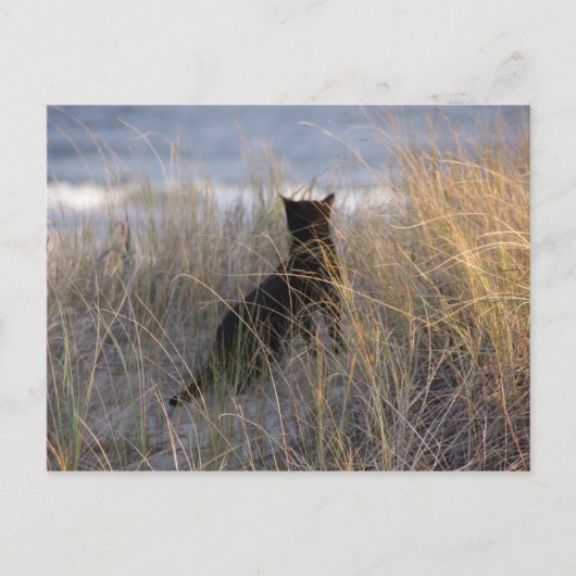 Duinen Kat Briefkaart (Voorkant)