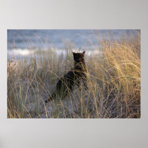Duinen Kitty Poster