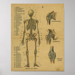  Duits Anatomy Print Skeleton