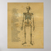  Duits Anatomy Print Skeleton (Voorkant)