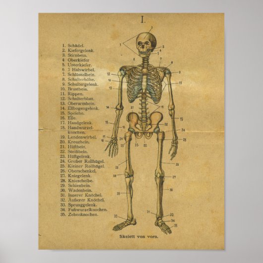  Duits Anatomy Print Skeleton (Voorkant)
