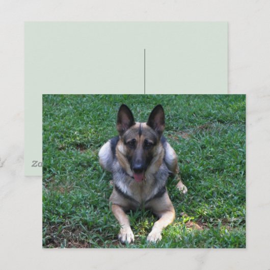 Duits Briefkaart Shepherd (Voorkant / Achterkant)