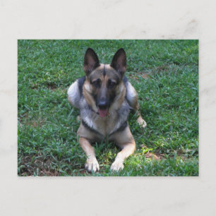 Duits Briefkaart Shepherd