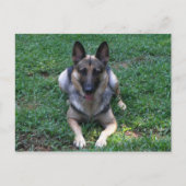 Duits Briefkaart Shepherd (Voorkant)