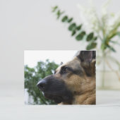 Duits Briefkaart Shepherd (Staand voorkant)