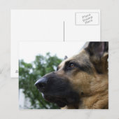 Duits Briefkaart Shepherd (Voorkant / Achterkant)