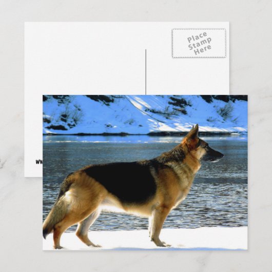 Duits Briefkaart Shepherd (Voorkant / Achterkant)