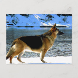 Duits Briefkaart Shepherd