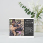 Duits Briefkaart Shepherd (Staand voorkant)