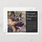 Duits Briefkaart Shepherd (Voorkant / Achterkant)