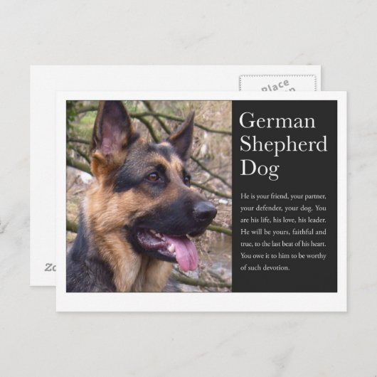 Duits Briefkaart Shepherd (Voorkant / Achterkant)